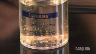 How to Care for Daphnia [upl. by Hiroko]