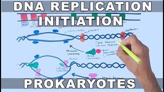 DNA Replication in Prokaryotes  Initiation [upl. by Sarine]