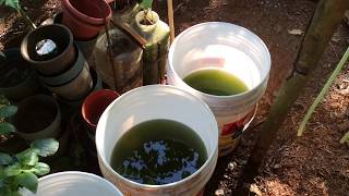 How to grow Green Water Algae [upl. by Avram236]