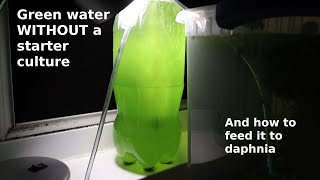 Green Water WITHOUT a Starter Culture  From Scratch  How To [upl. by Ymrej]