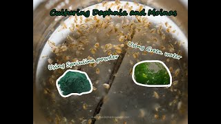 How To Culture Daphnia and Moinas using Green Water Spirulina powder [upl. by Chute]