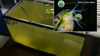 Raising Daphnia for the Freshwater Aquarium [upl. by Vivian]