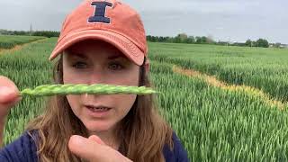 Counting wheat spikelets [upl. by Amilb]