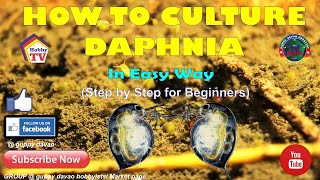 HOW TO CULTURE DAPHNIA In Easy Way [upl. by Cami845]